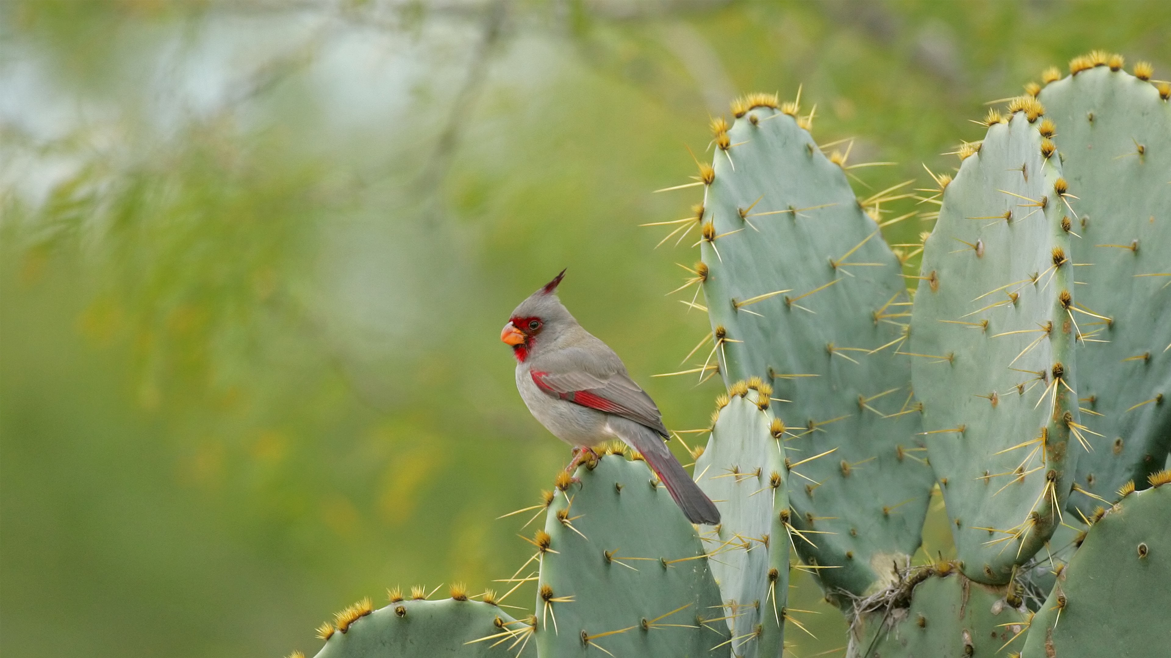 BackyardBird_ROW2069245060_UHD.0.jpg